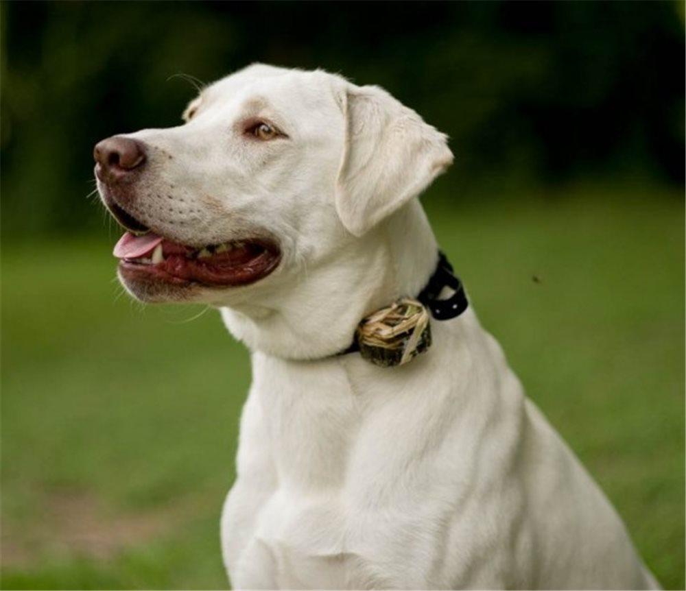 D.T. Systems Master Retriever Extra Collar MR1100 Add On Collar
