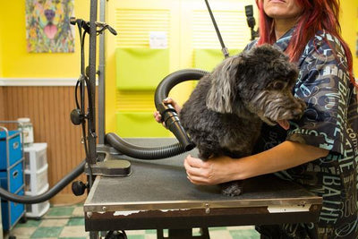 Metrovac Air Force Master Blaster Dog Dryer