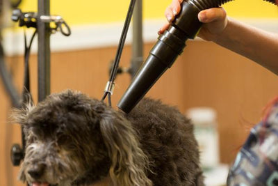 Metrovac Air Force Master Blaster Dog Dryer