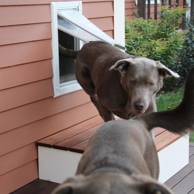 Endura Flap Pet Door for Walls - Wall Mount Dog Door