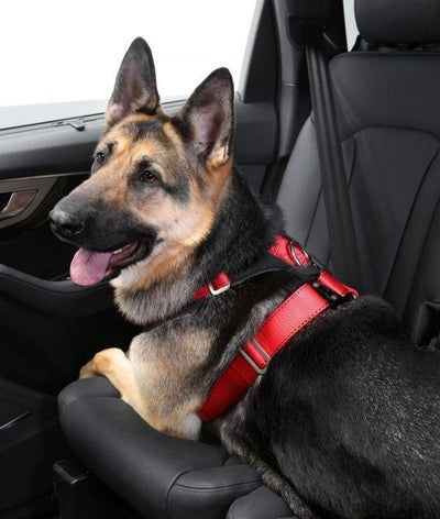 AllSafe Comfort Harness Dog Seat Belt