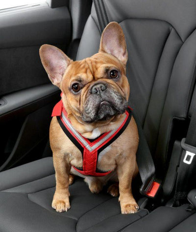 AllSafe Comfort Harness Dog Seat Belt