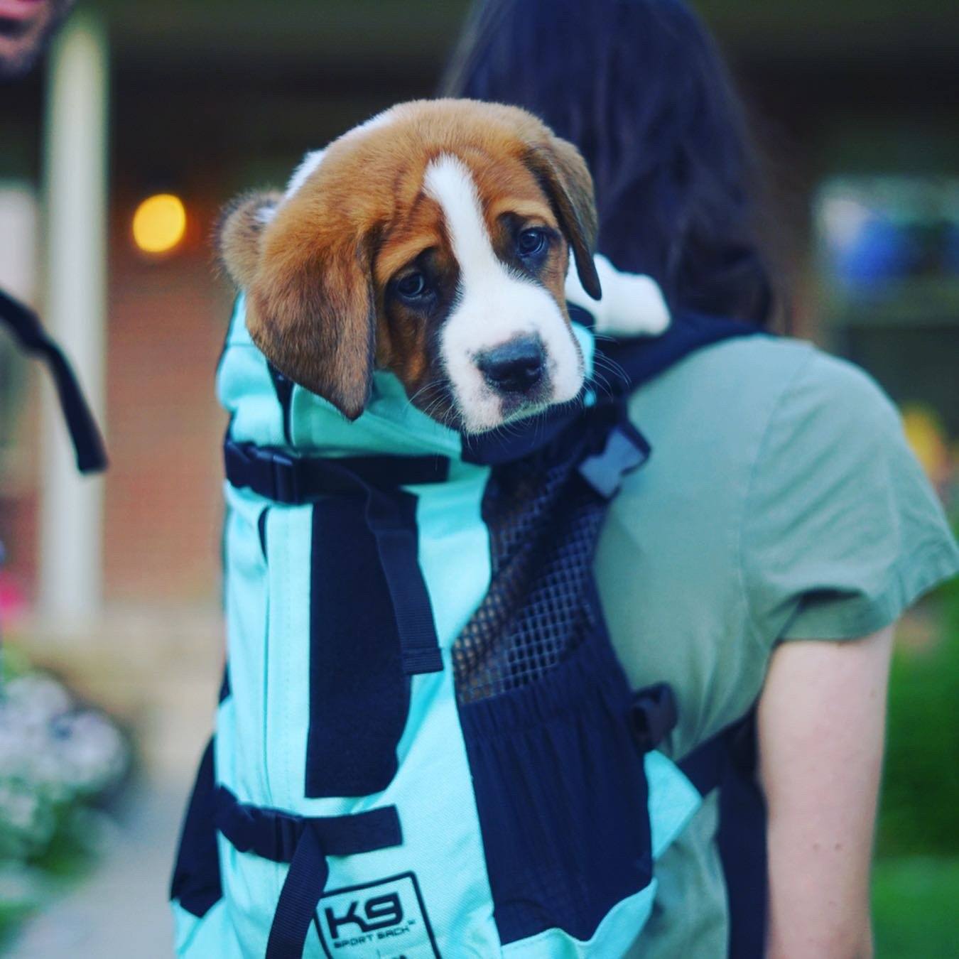 K9 Sport Sack AIR