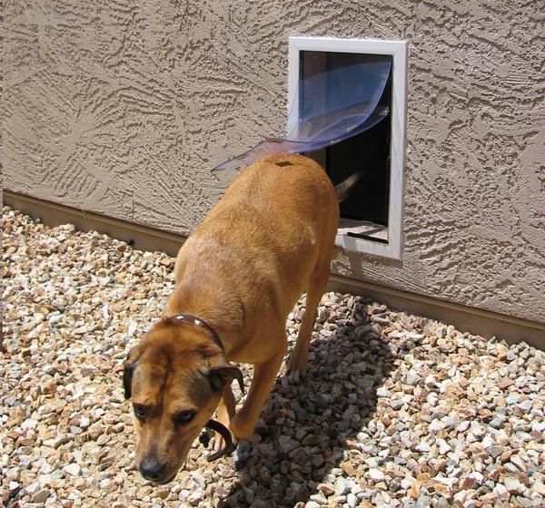 Hale Pet Door for Walls