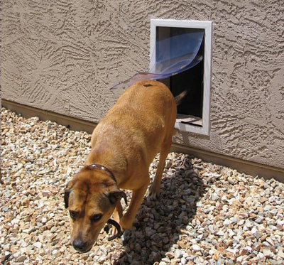 Hale Pet Door for Walls