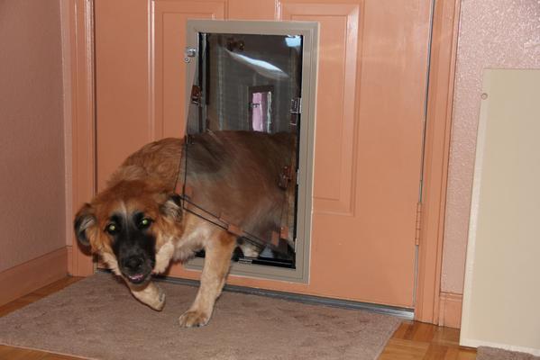 Hale Pet Door for 'People' Doors