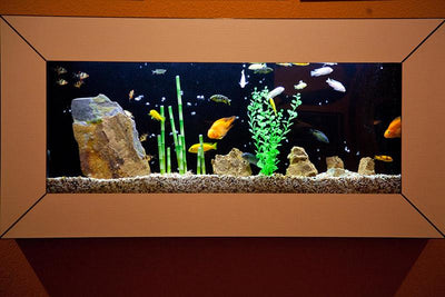 Piquarium Wall Mounted Aquarium