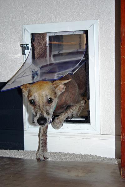 Hale Pet Door for Walls