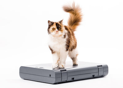 PAWD Pet Crate by Kindtail