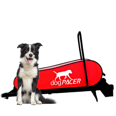 DogPacer LF 3.1 Dog Treadmill