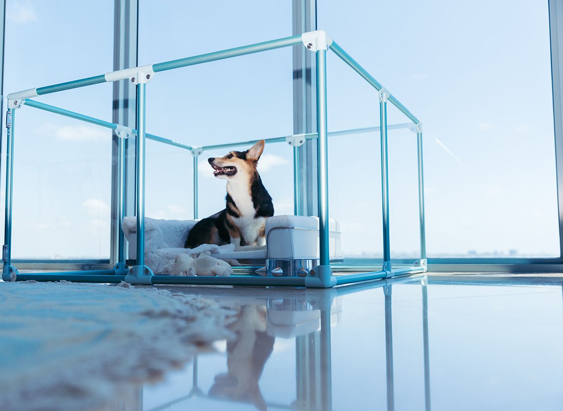 Clearly Loved Pets Medium Lucidium Clear Dog Pen
