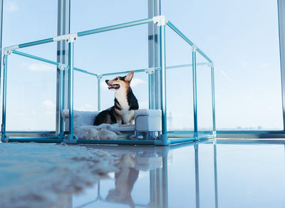 Clearly Loved Pets Medium Lucidium Clear Dog Pen