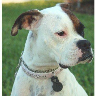 PlexiDor Performance RFID Collar Key for Automatic Pet Doors