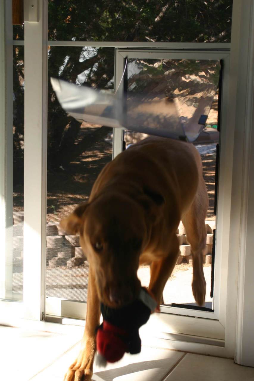Hale Pet Door for Screens