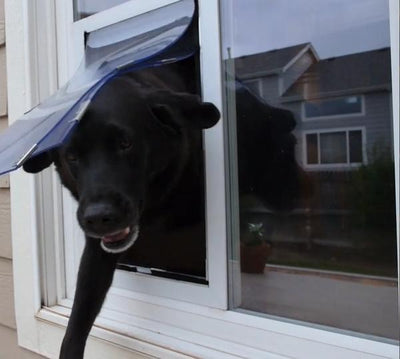 Hale Pet Door In Glass Installation Pet Door