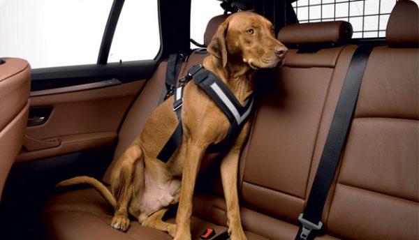 AllSafe Dog Seat Belt Harness