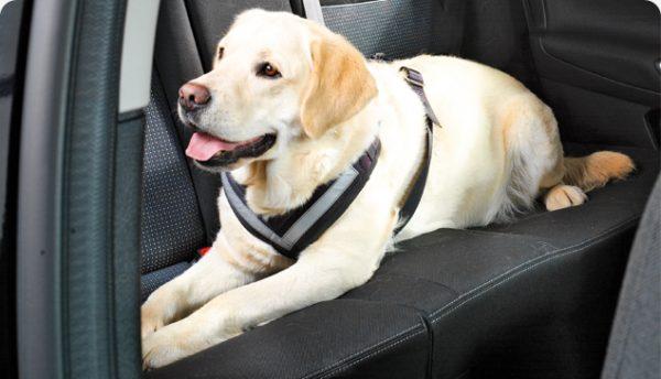 AllSafe Dog Seat Belt Harness