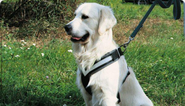AllSafe Dog Seat Belt Harness